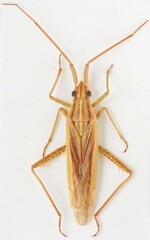 Stenodema calcarata