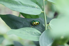 Chrysocoris stollii