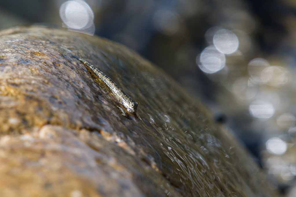 Scaleless rockskipper (Andamia heteroptera) — Blenniidae