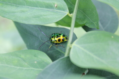 Chrysocoris stollii