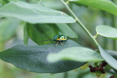 Chrysocoris stollii