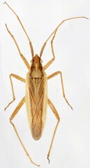 Stenodema holsata