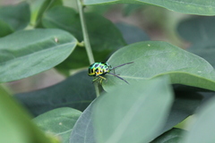 Chrysocoris stollii