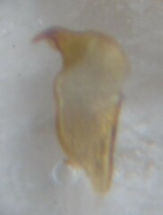 Stenodema holsata