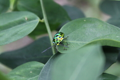 Chrysocoris stollii