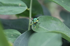 Chrysocoris stollii