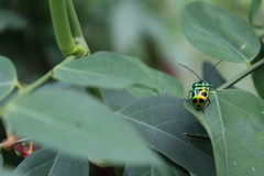 Chrysocoris stollii