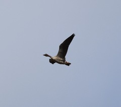 Anser brachyrhynchus