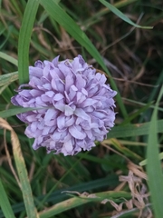 Knautia arvensis