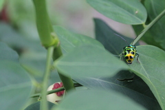 Chrysocoris stollii