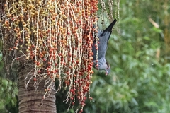 Lopholaimus antarcticus