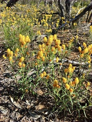 Waitzia acuminata acuminata