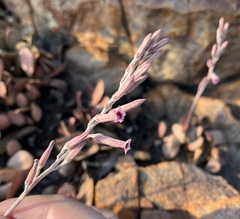 Adromischus umbraticola