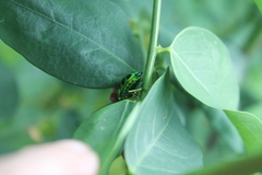 Chrysocoris stollii