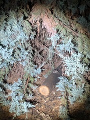 Peromyscus sonoriensis