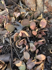 Adromischus umbraticola