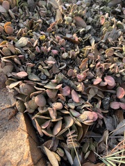 Adromischus umbraticola