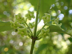 Geniostoma ligustrifolium