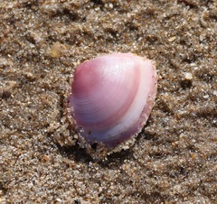 Macoma balthica