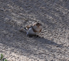 Plectrophenax nivalis