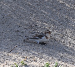 Plectrophenax nivalis