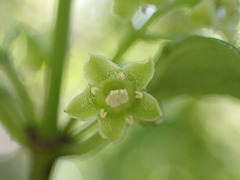 Geniostoma ligustrifolium
