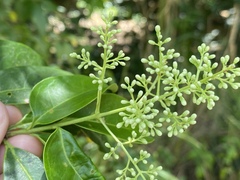 Ligustrum australianum
