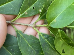 Ligustrum australianum