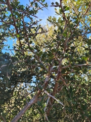 Searsia longispina