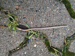 Aporrectodea caliginosa