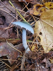 Stropharia aeruginosa
