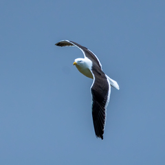 Larus dominicanus dominicanus