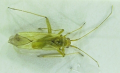 Blepharidopterus angulatus