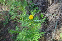 Bidens subalternans