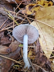 Stropharia aeruginosa