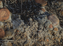 Selaginella cinerascens