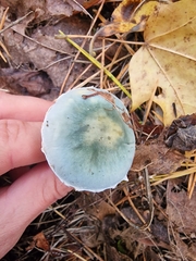 Stropharia aeruginosa