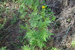 Bidens subalternans