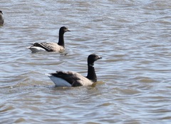 Branta bernicla
