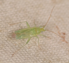 Blepharidopterus diaphanus