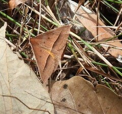 Epidesmia chilonaria