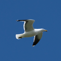 Larus dominicanus dominicanus