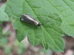 Adelidae