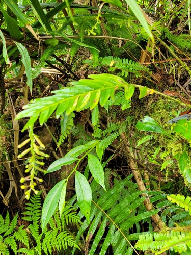 Appendicula bracteosa in life