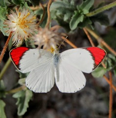 Colotis danae