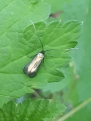 Adelidae