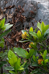 Burchellia bubalina