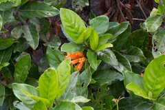 Burchellia bubalina