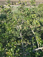 Searsia longispina