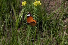 Danaus chrysippus orientis
